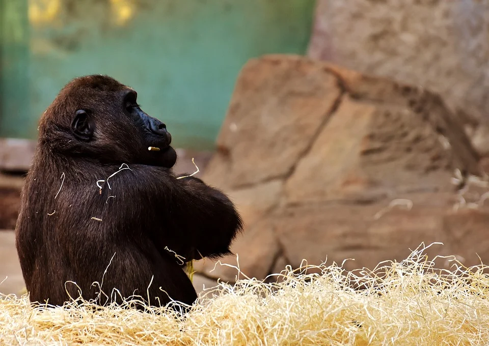 Ubuntu 20.10 Groovy Gorilla Release Schedule