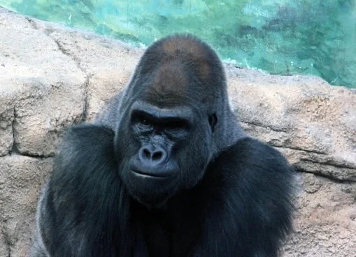 Ubuntu 20.10 Groovy Gorilla Download